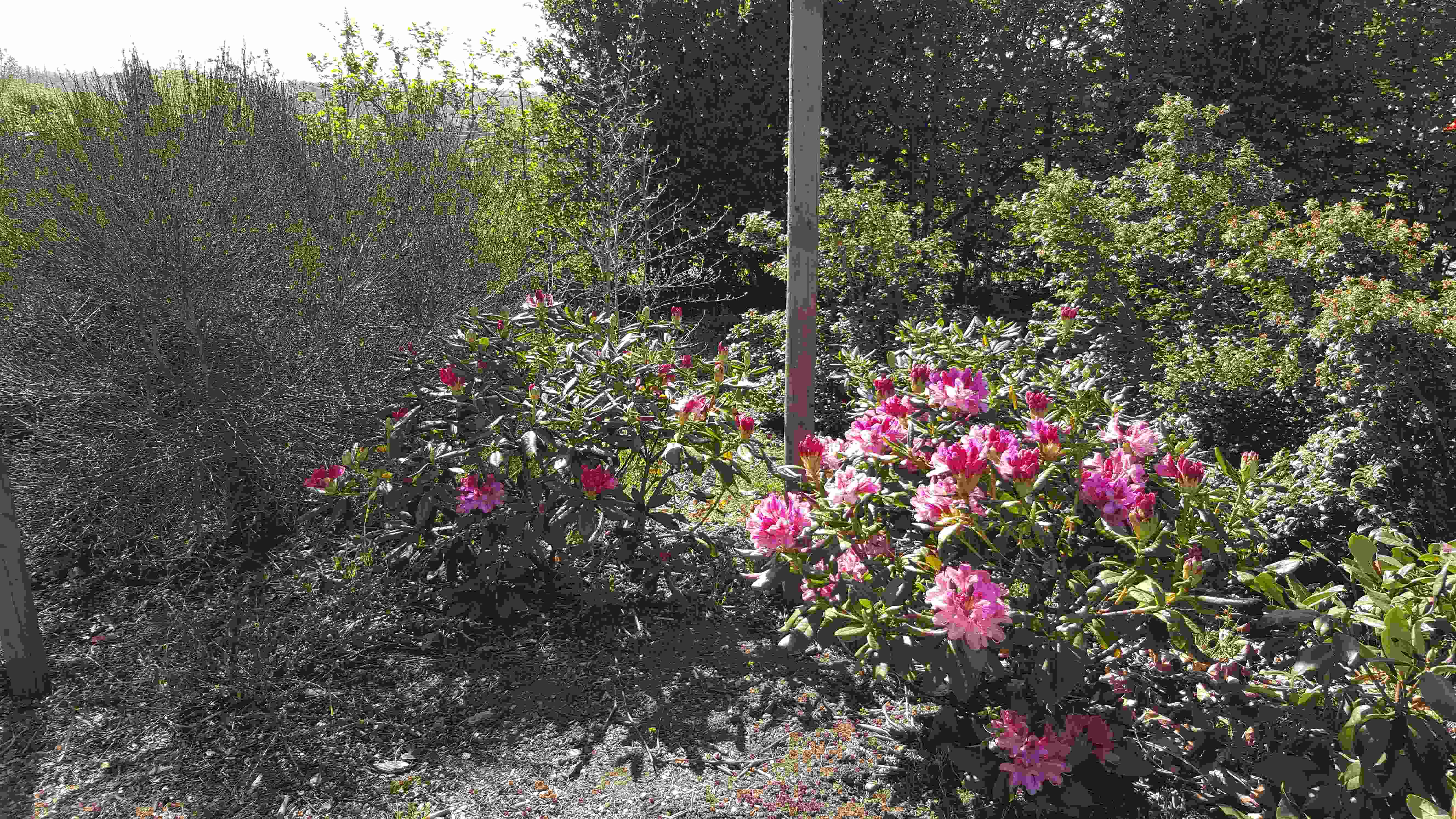 rhodo rose platane2.20200411_115034.jpg